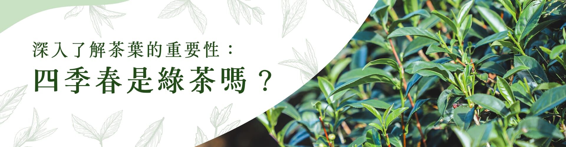 四季春茶：台灣特有茶樹品種，一年四季皆可採收