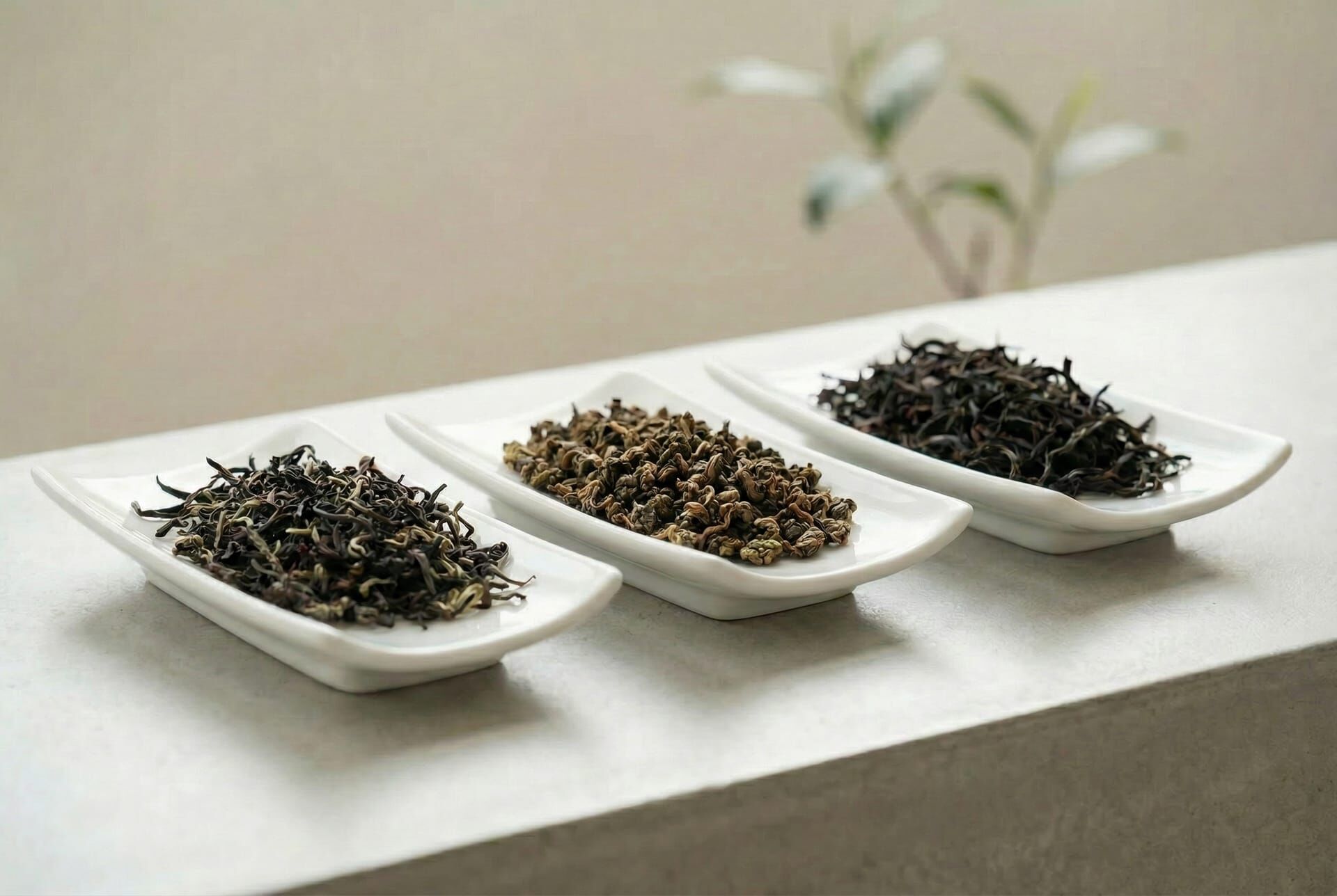 哪種茶的單寧酸含量最高