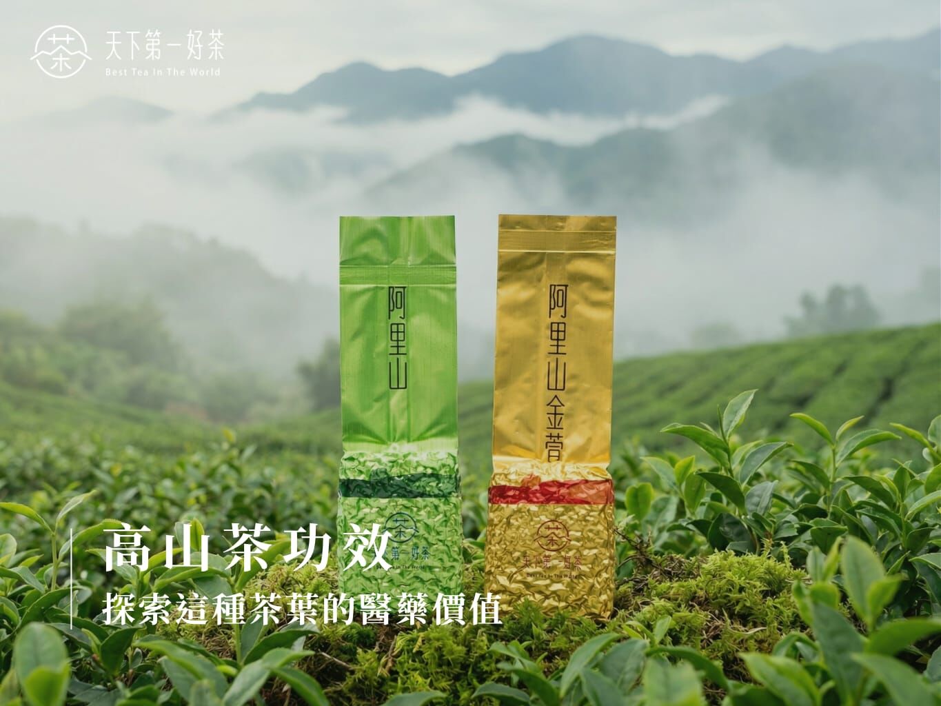 台灣高山茶園雲霧繚繞風景