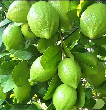 本地有機檸檬 (斤)