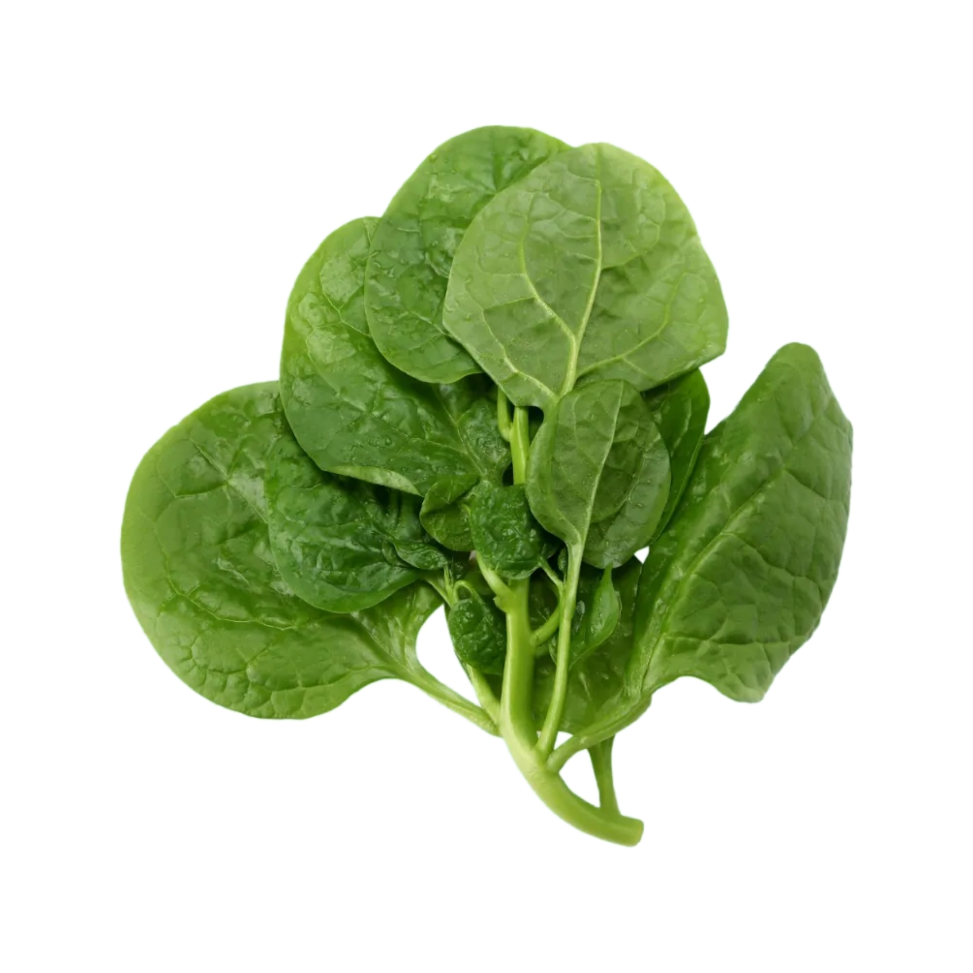 本地有機潺菜 （/紅潺菜）(斤)