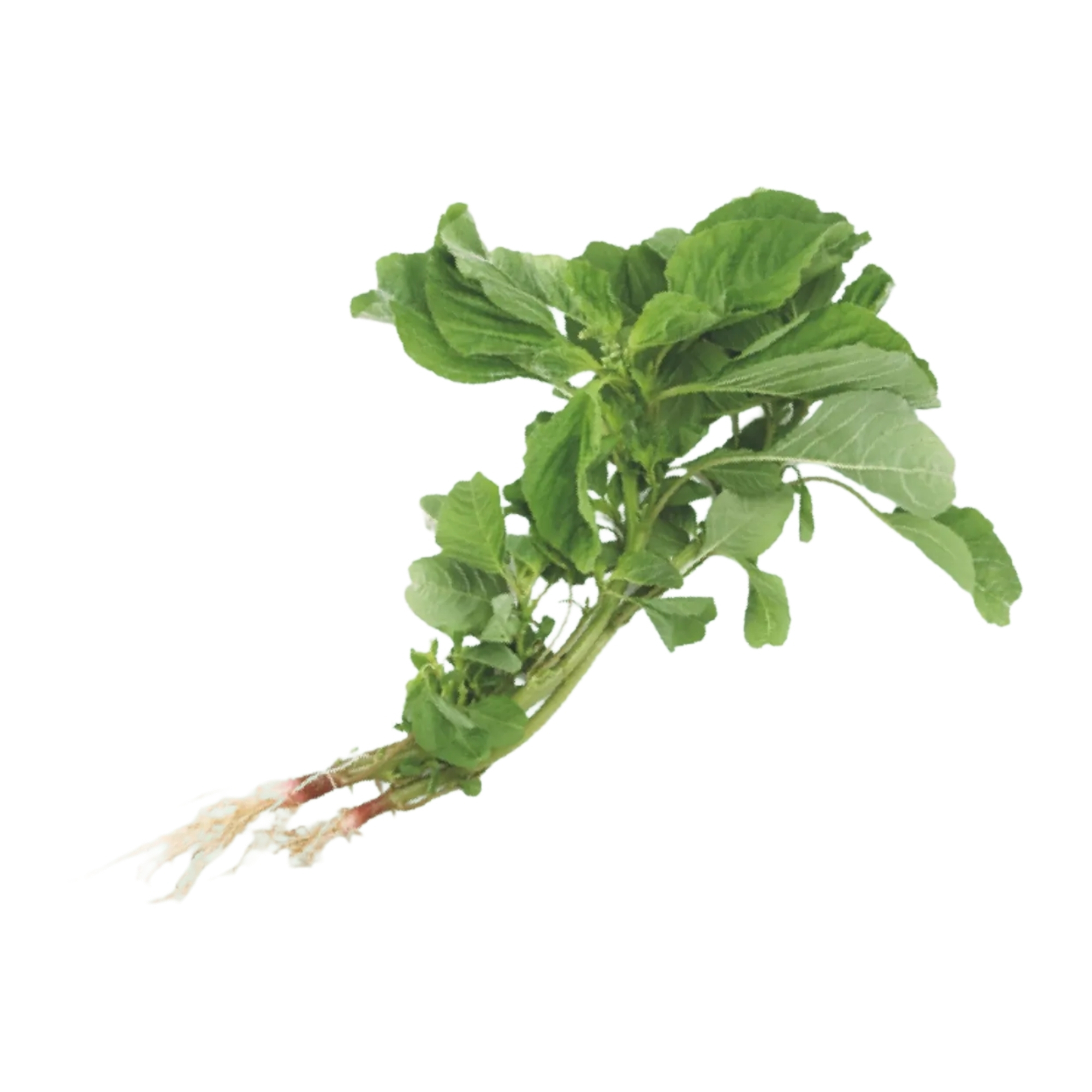 Local Organic Chinese Spinach (CATTY)