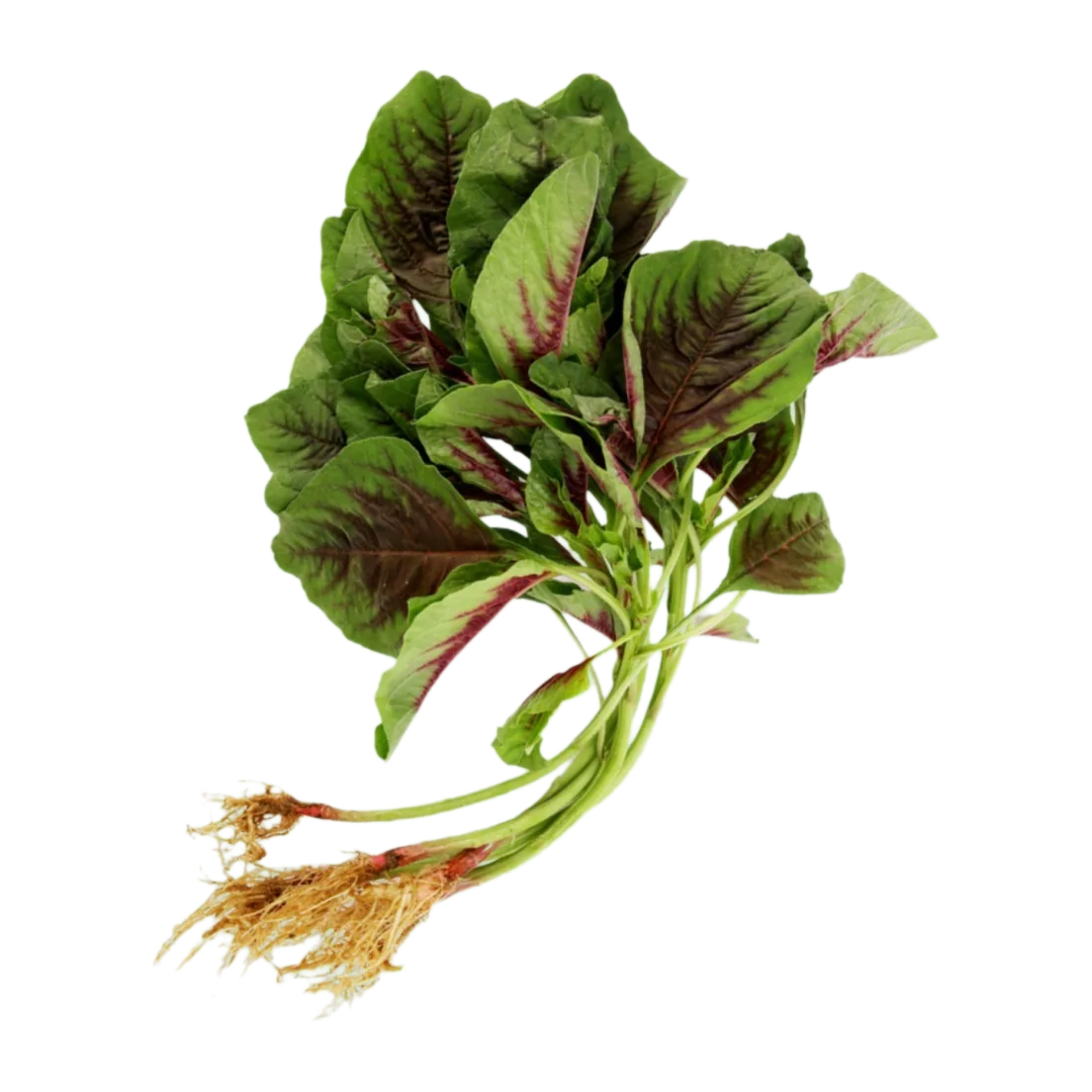 本地有機紅莧菜 (斤)