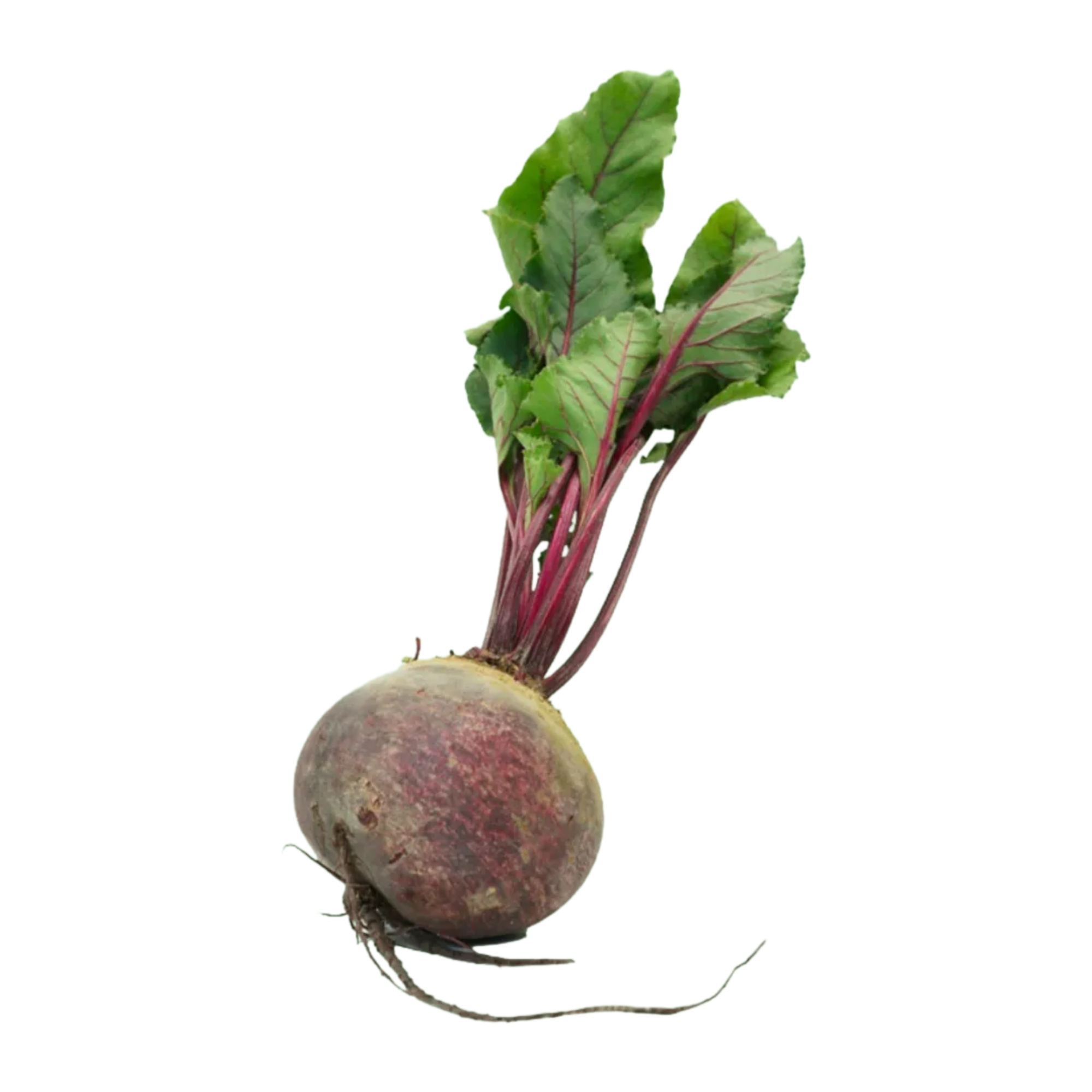 本地有機紅菜頭 (斤)