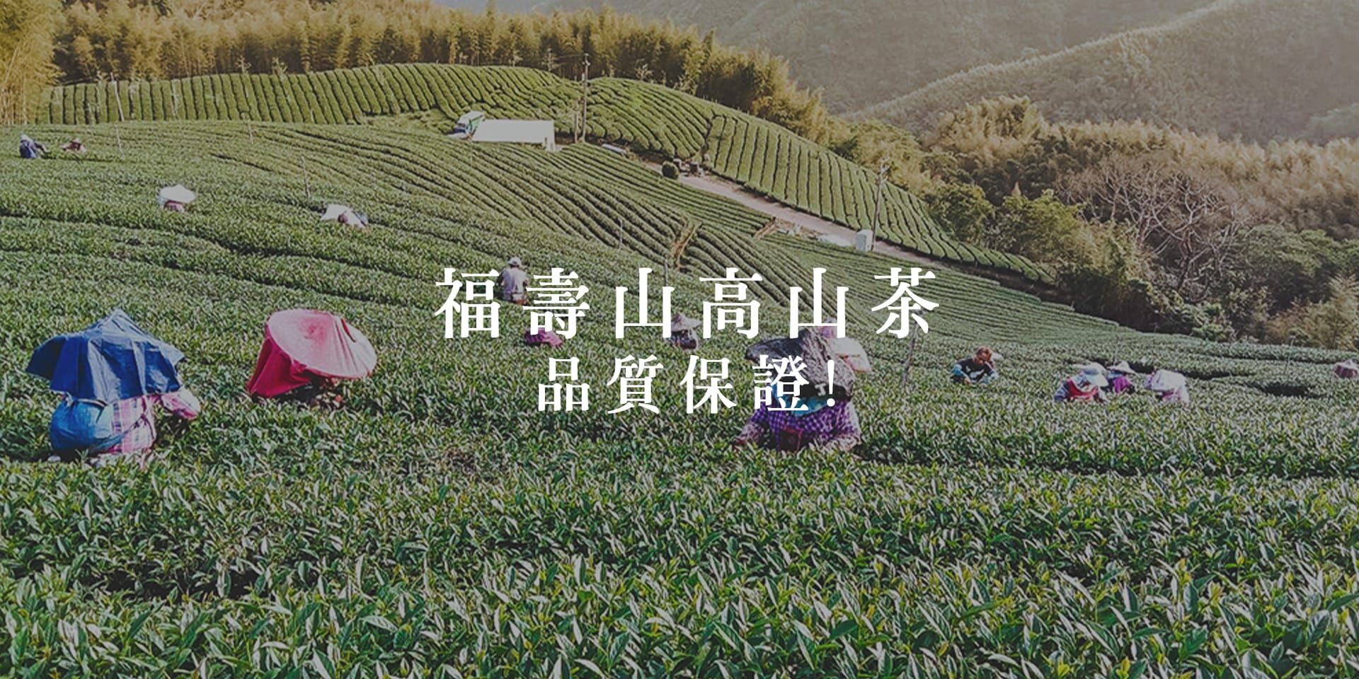 福壽山茶乾葉片與茶湯色澤對比展示