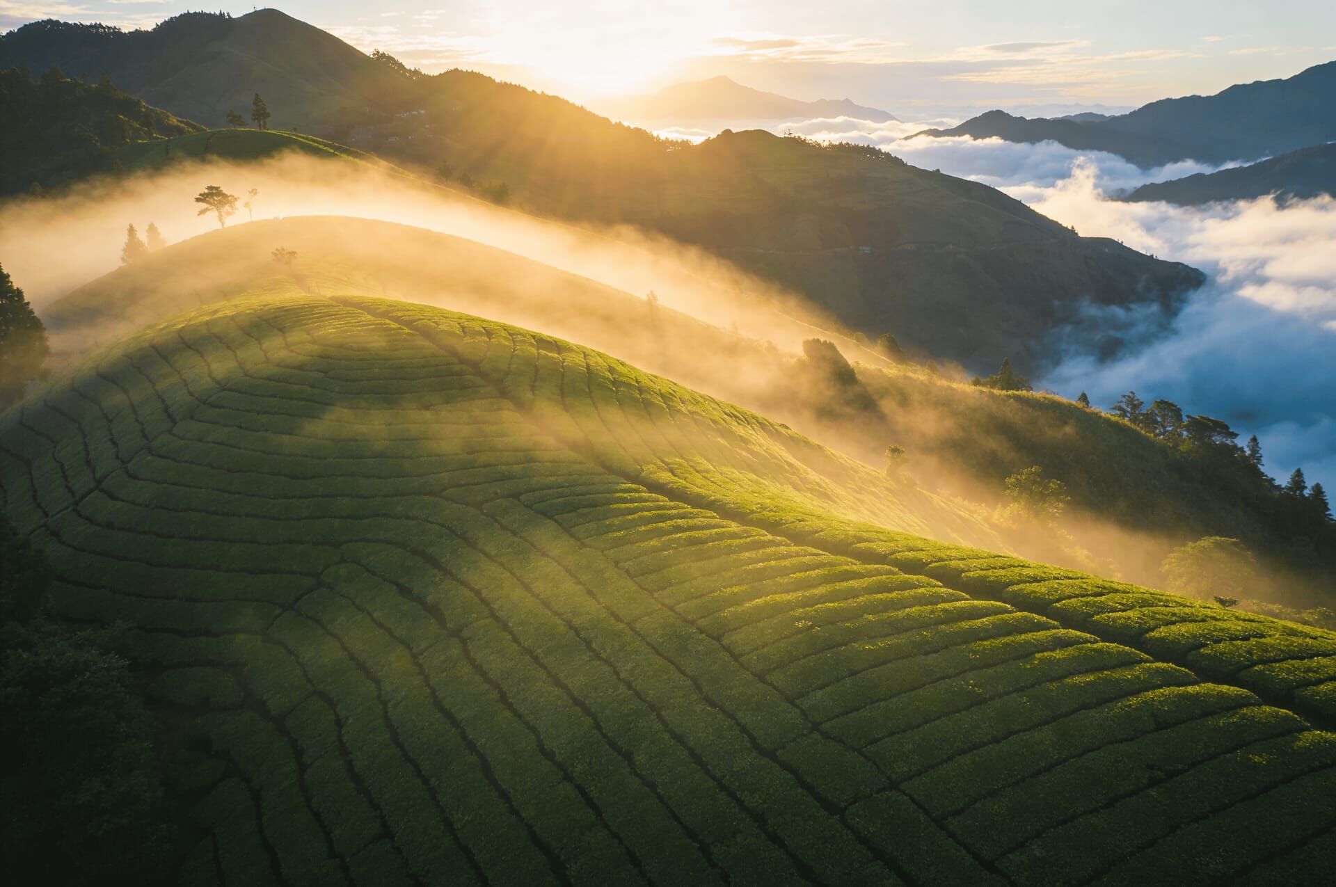 製茶師傅的匠心