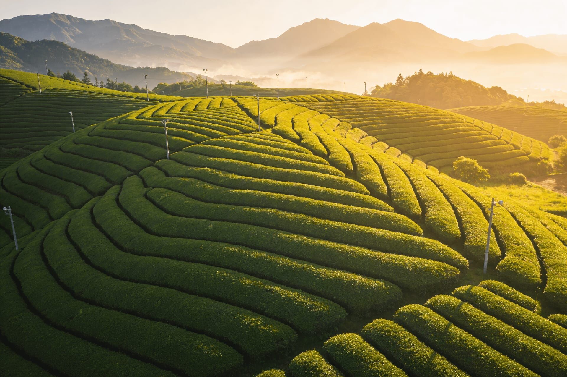 日本南端的甘甜深蒸煎茶