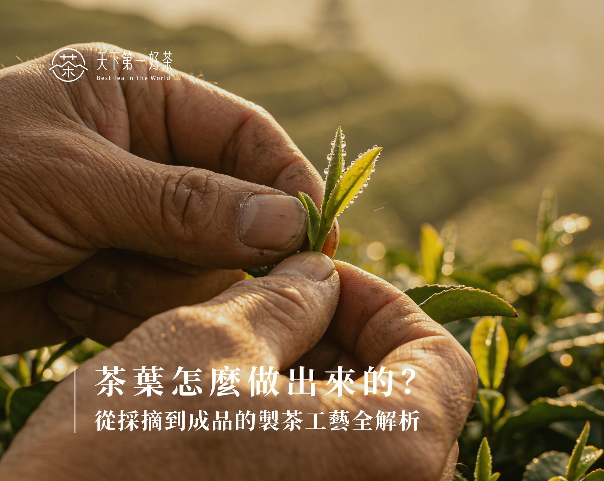 茶葉怎麼做出來的