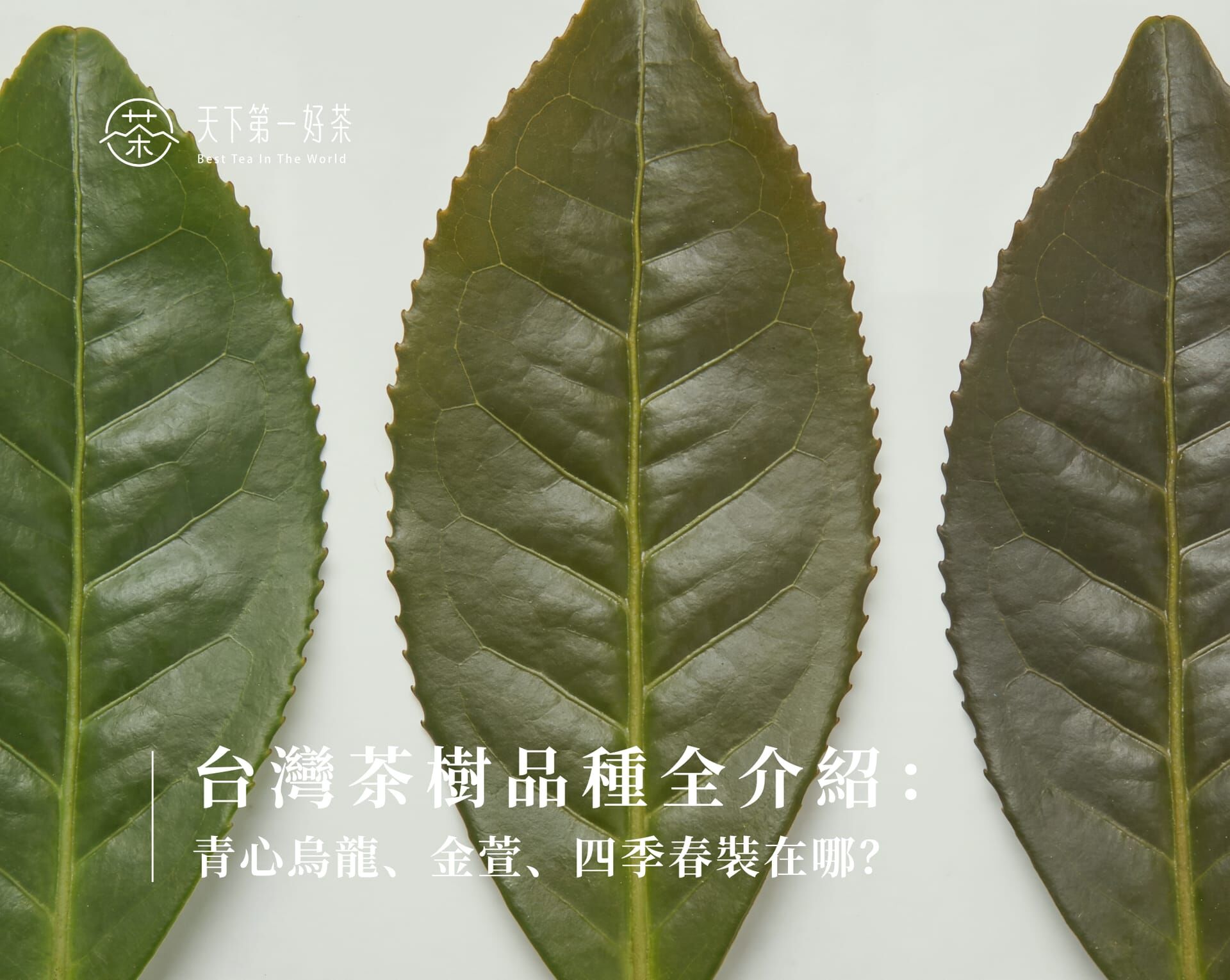 台灣茶樹品種全介紹