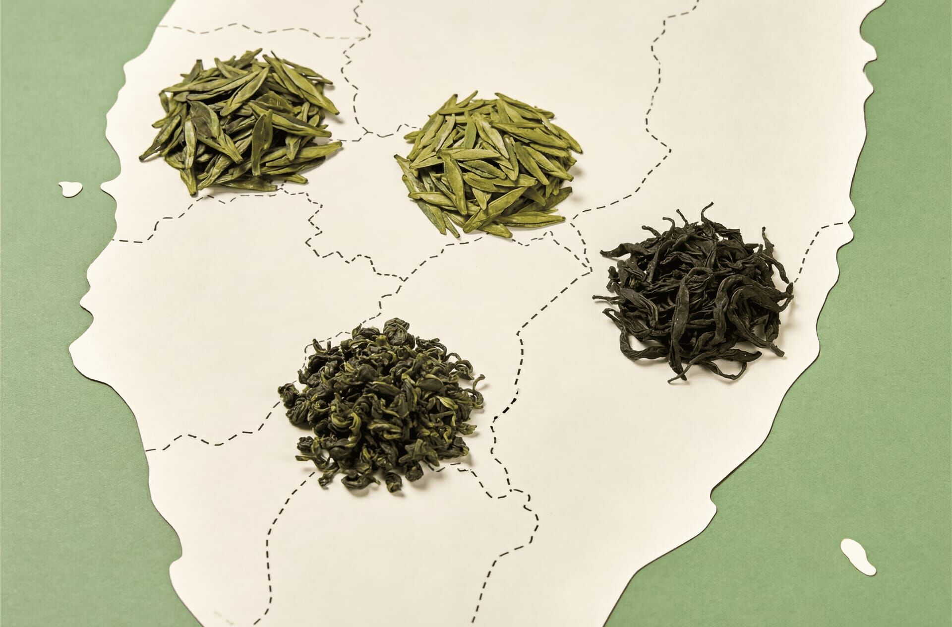 青心烏龍、金萱、四季春差在哪？