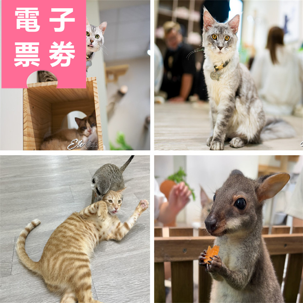 【電子票劵】台南｜財閥家的公子貓 體驗券 Ⓜ