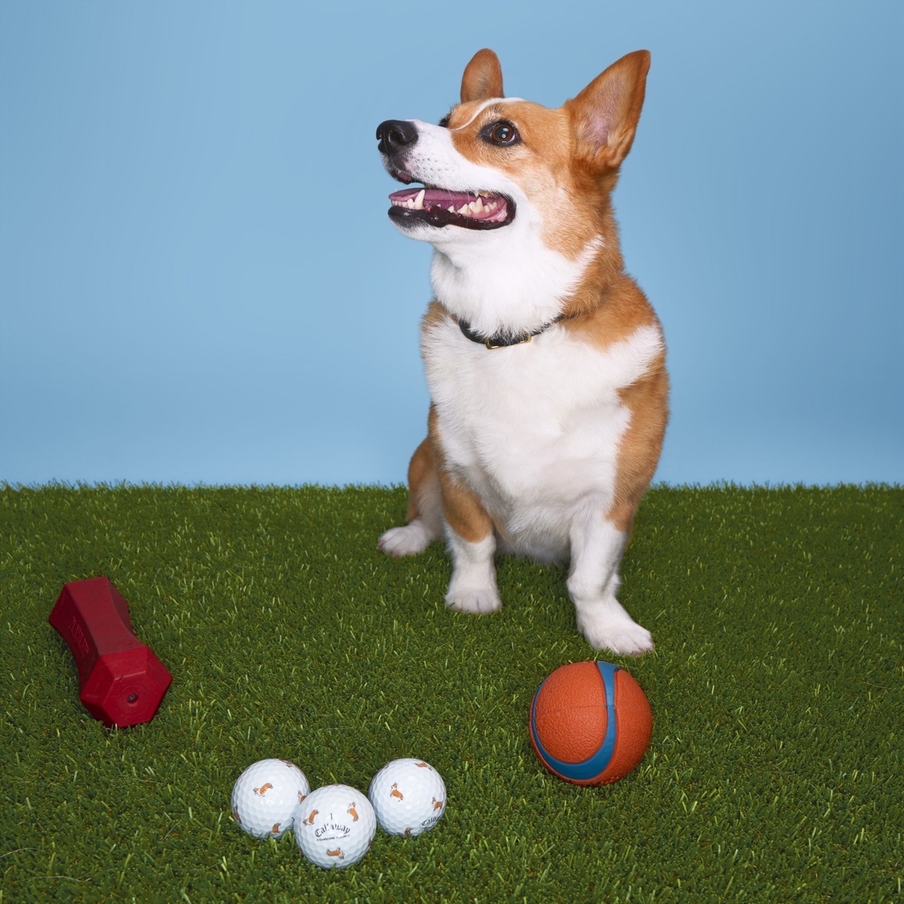 限量Callaway 柯基Chrome Tour🐶
