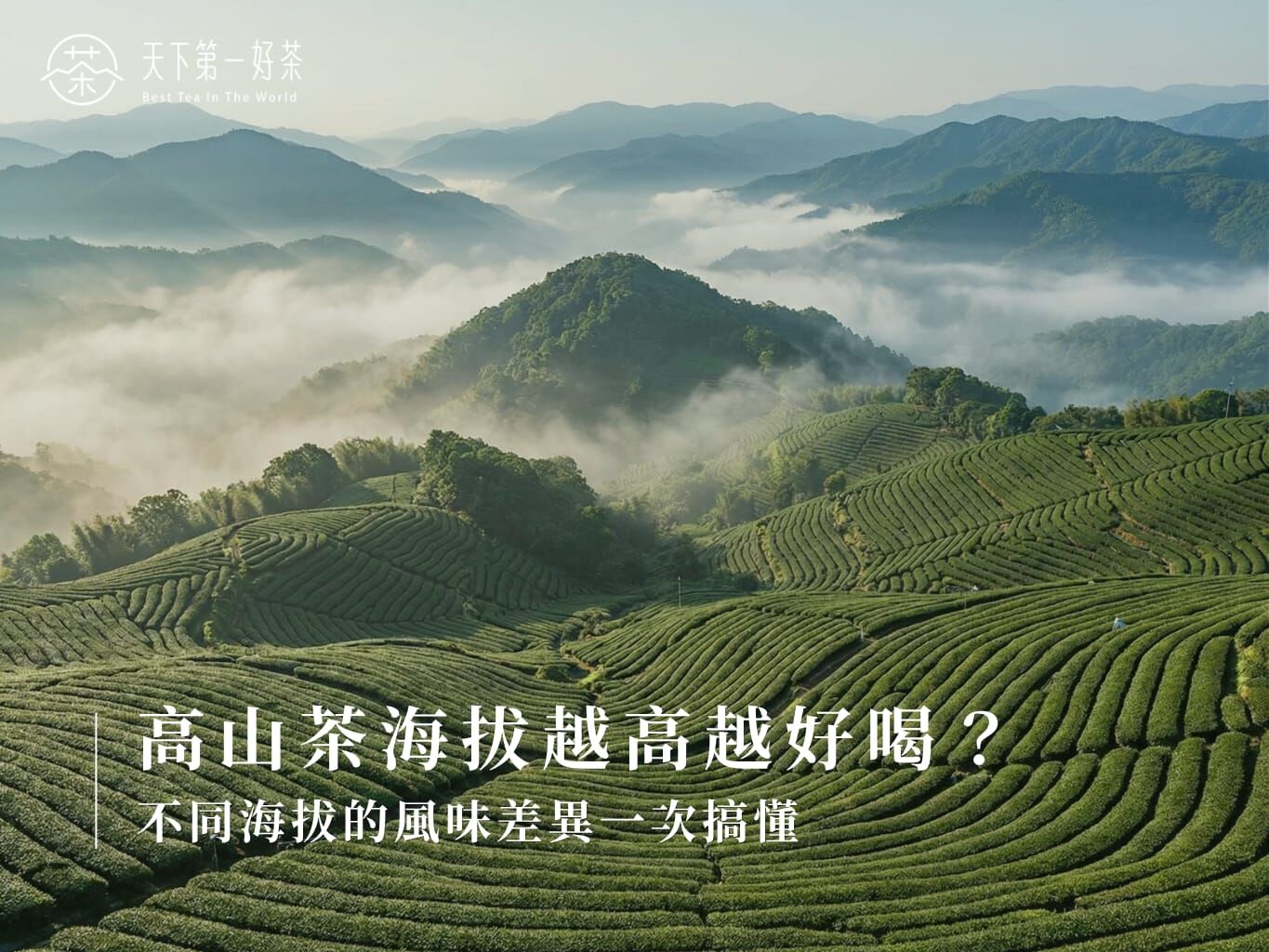高山茶海拔越高越好喝
