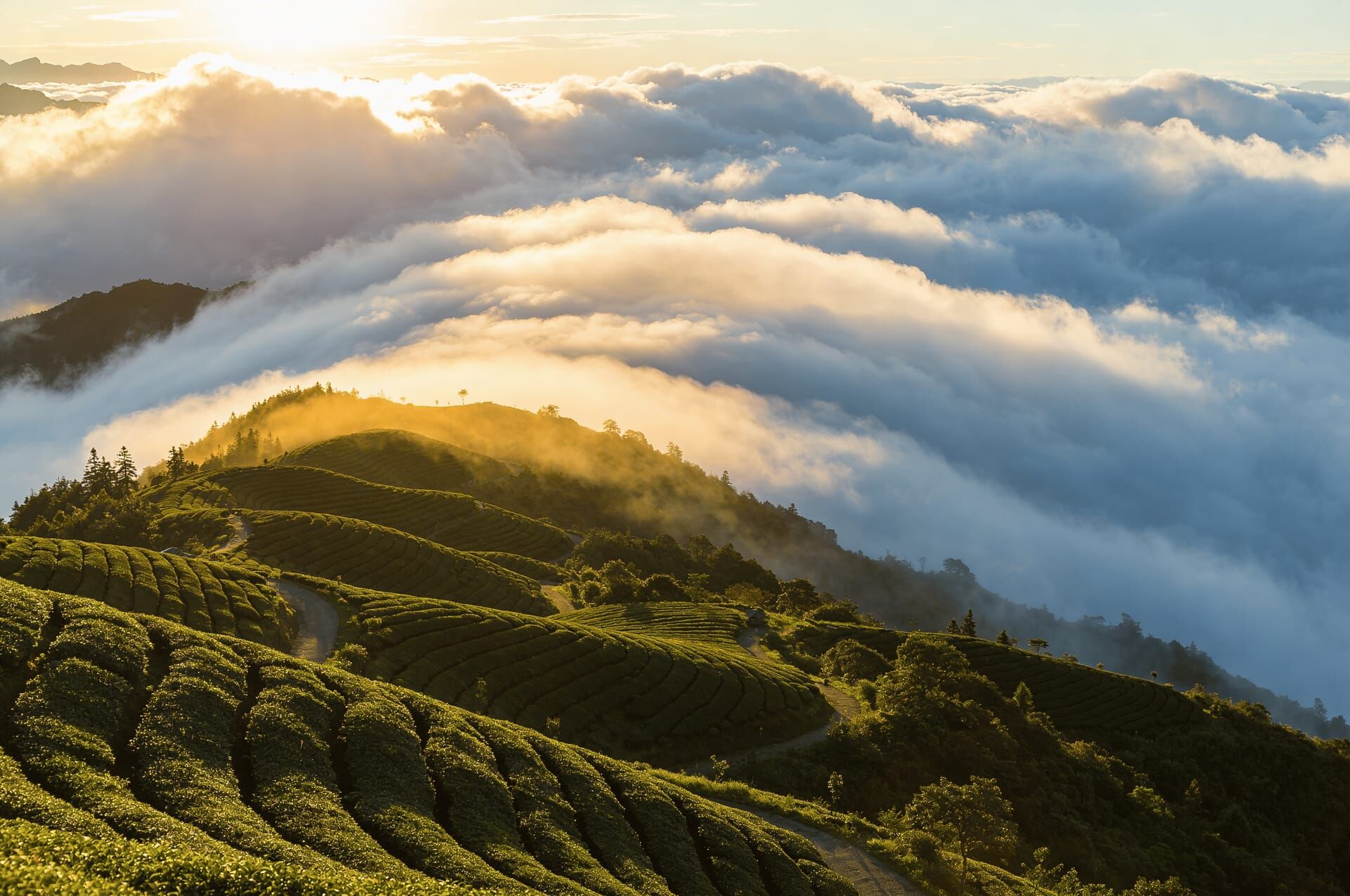 從Formosa Oolong到世界頂級高山茶