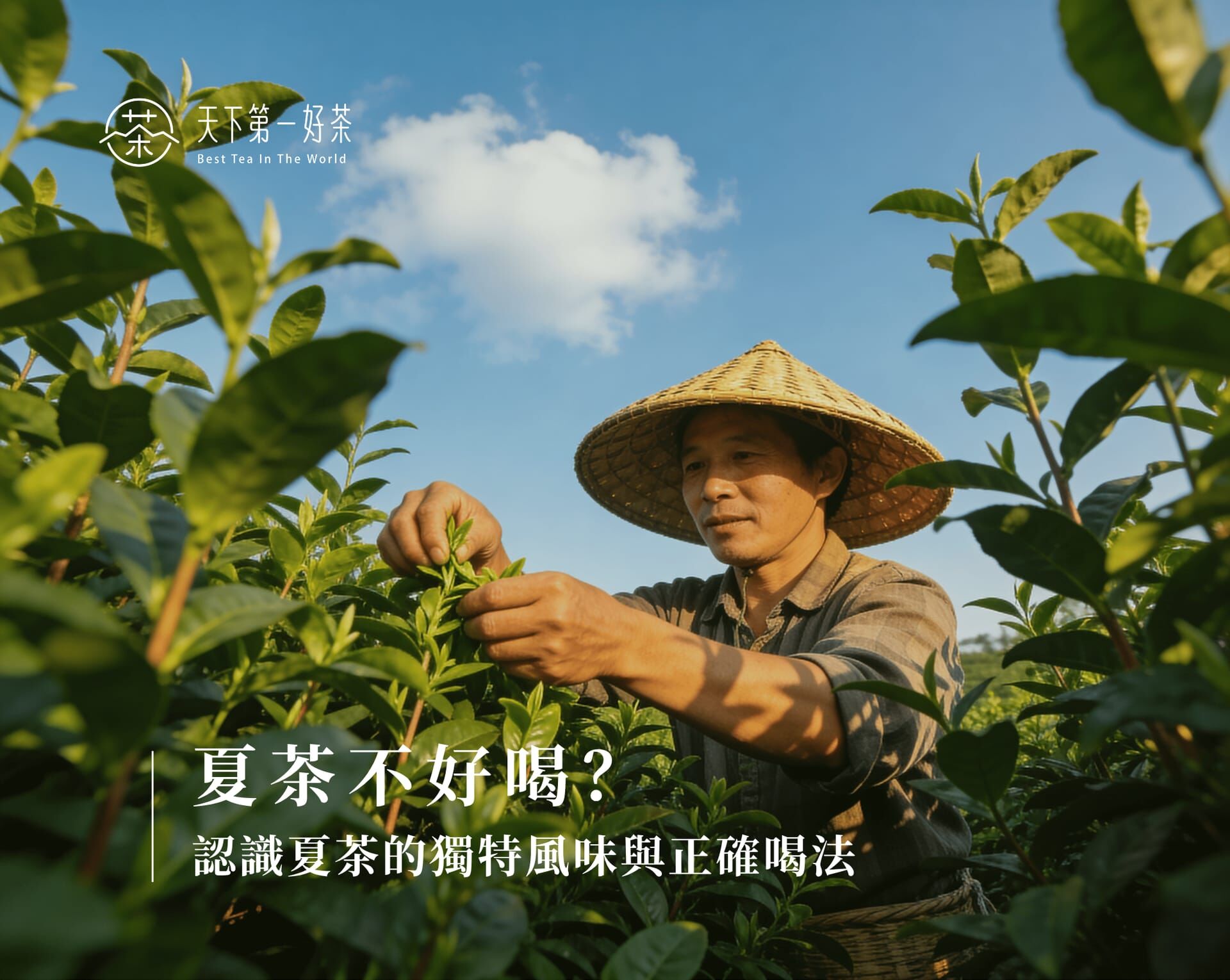 夏茶不好喝？