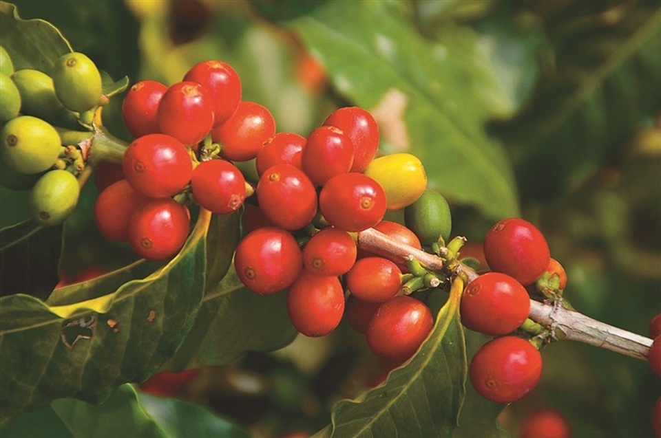 雲林古坑鄉（Gukeng）選擇重新振興咖啡產業，結合觀光與農業轉型，讓古坑咖啡很快成為台灣咖啡最響亮的名字。