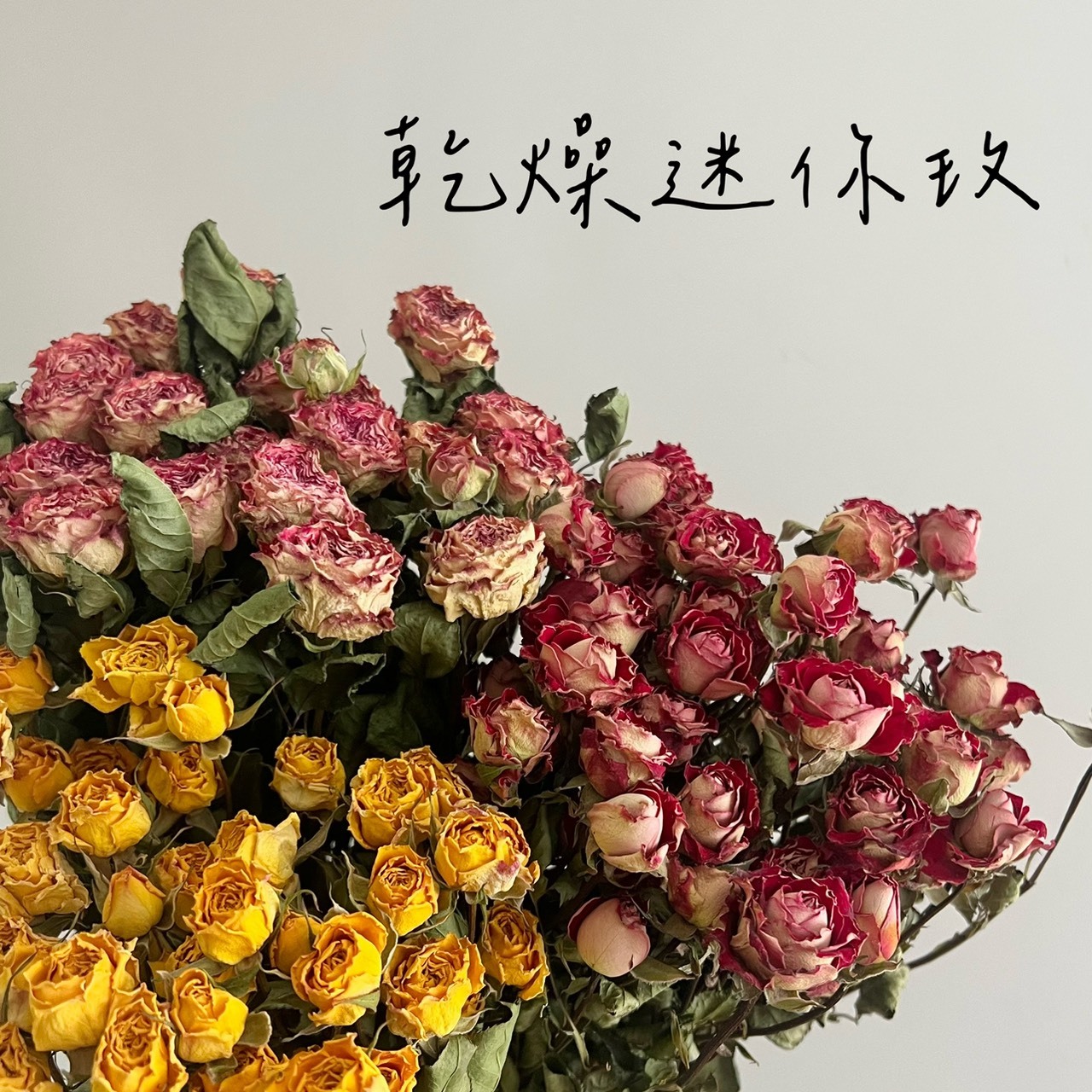 乾燥迷你玫瑰