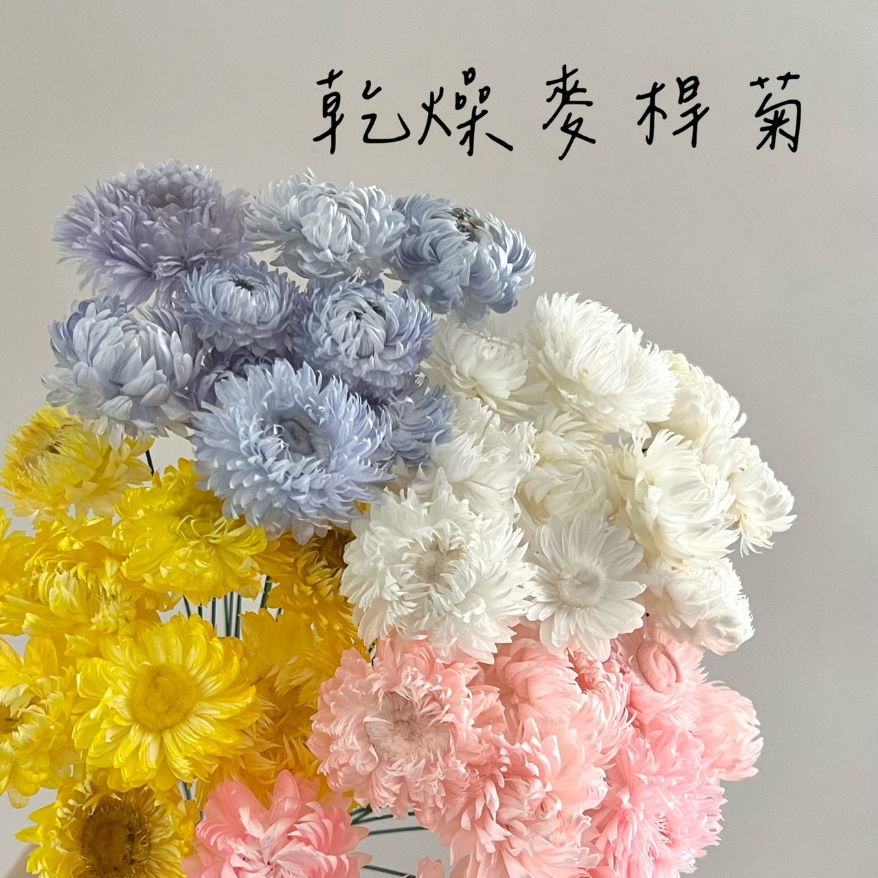 乾燥麥桿菊