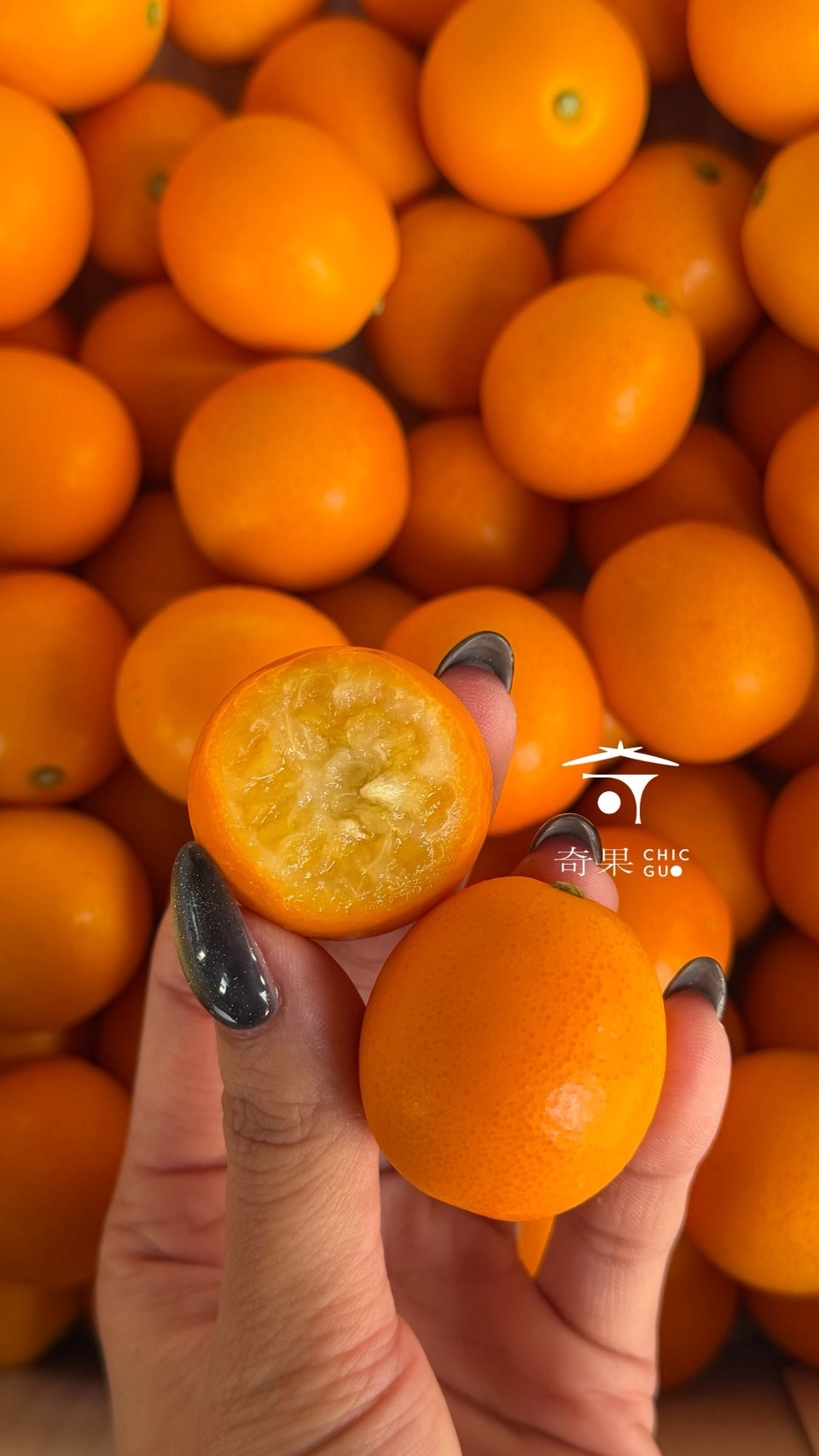 奇果| 靜岡金桔