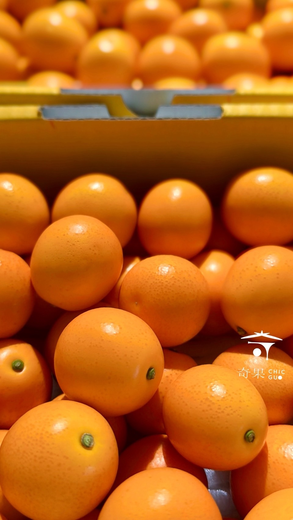 奇果| 靜岡金桔