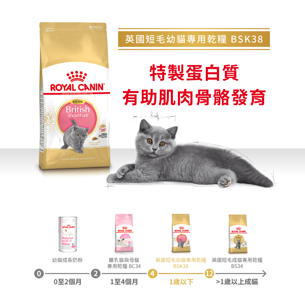 Royal Canin法國皇家英國短毛幼貓BSK38