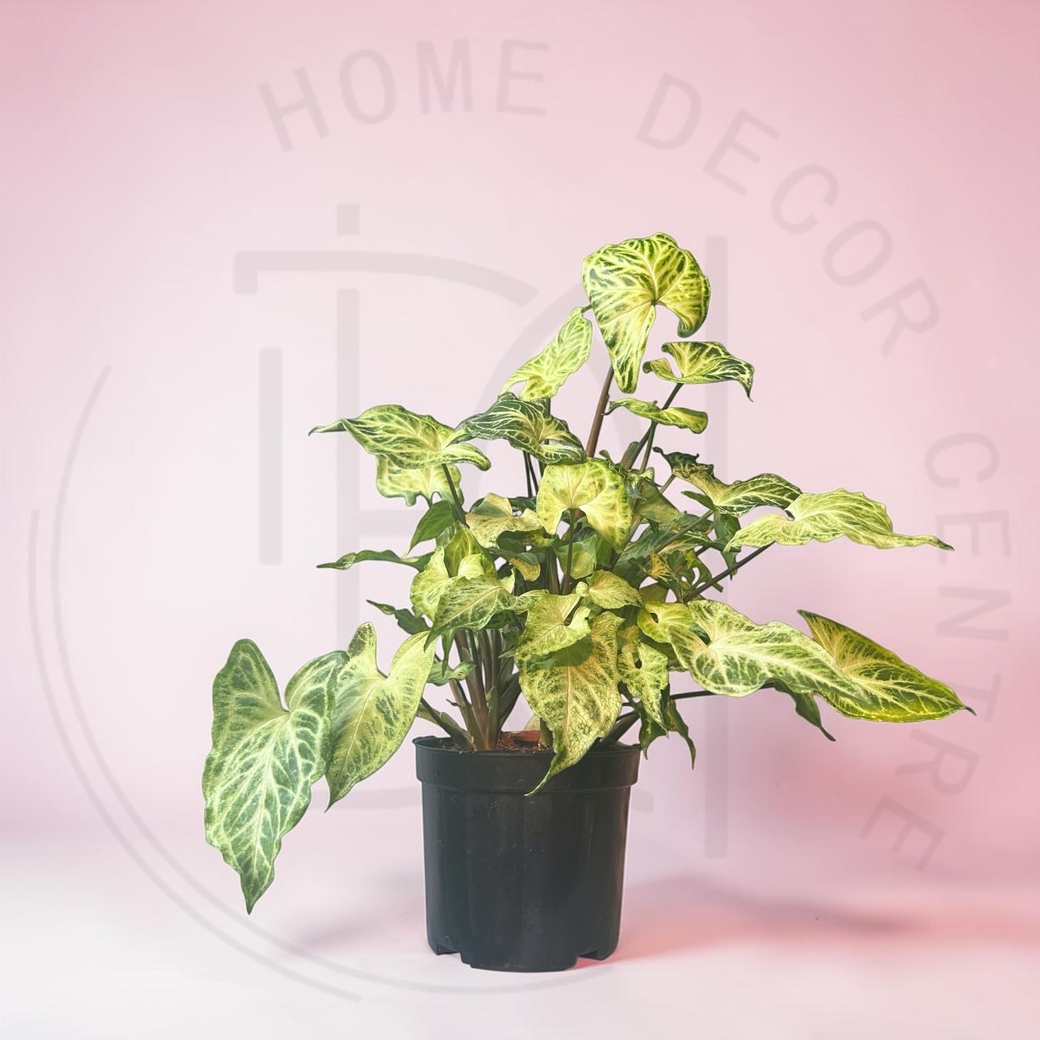 巴迪布紋合果芋