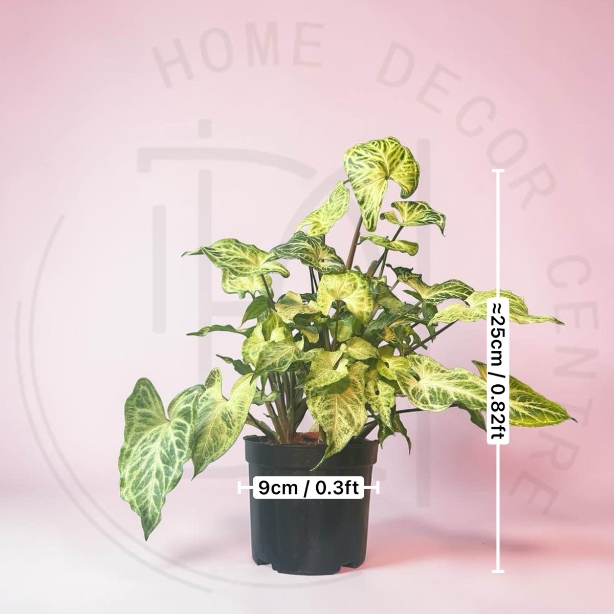 巴迪布紋合果芋