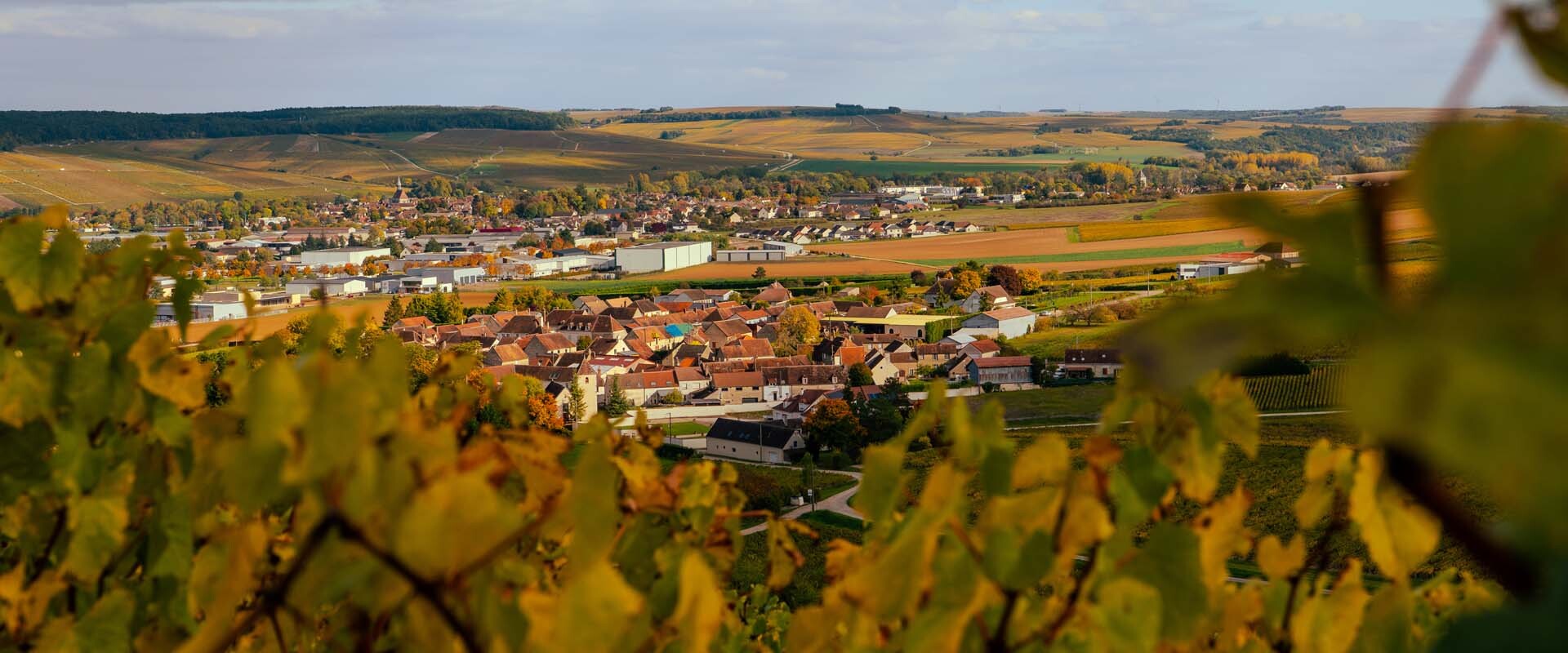 Chablis vineyards Kimmeridgian soil