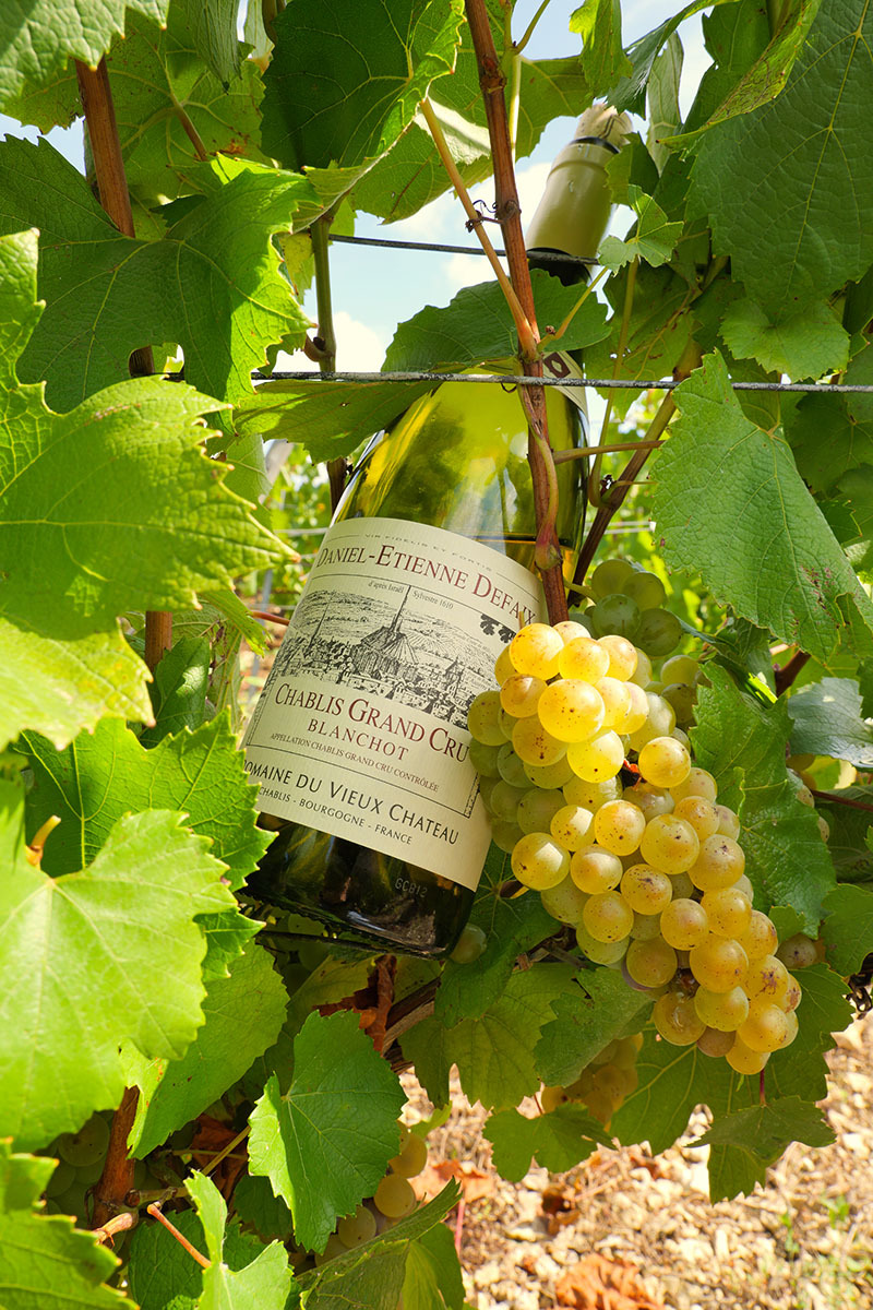 Domaine Defaix winemaking cellar