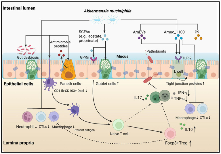 AKK穩糖燃脂 專業瘦身配方 (30粒裝) | 400億益生菌