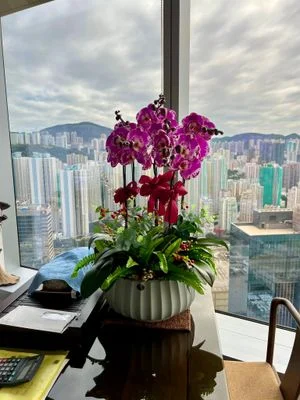 W - Orchids/Green Plants - Grand Ambitions_Treasure Map_OR217
