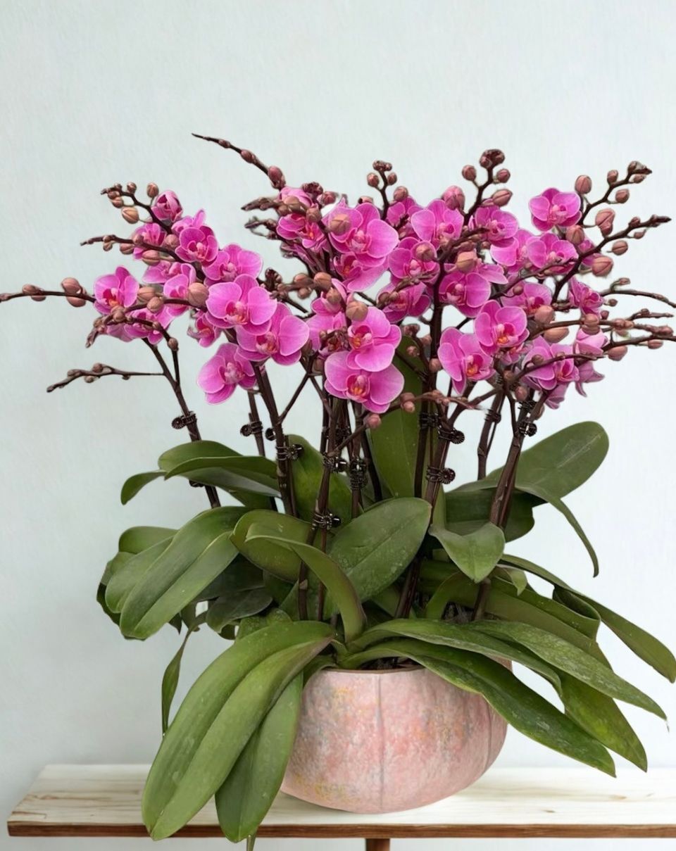 W - Orchids/Green Plants -心想事成_No.29_OR212