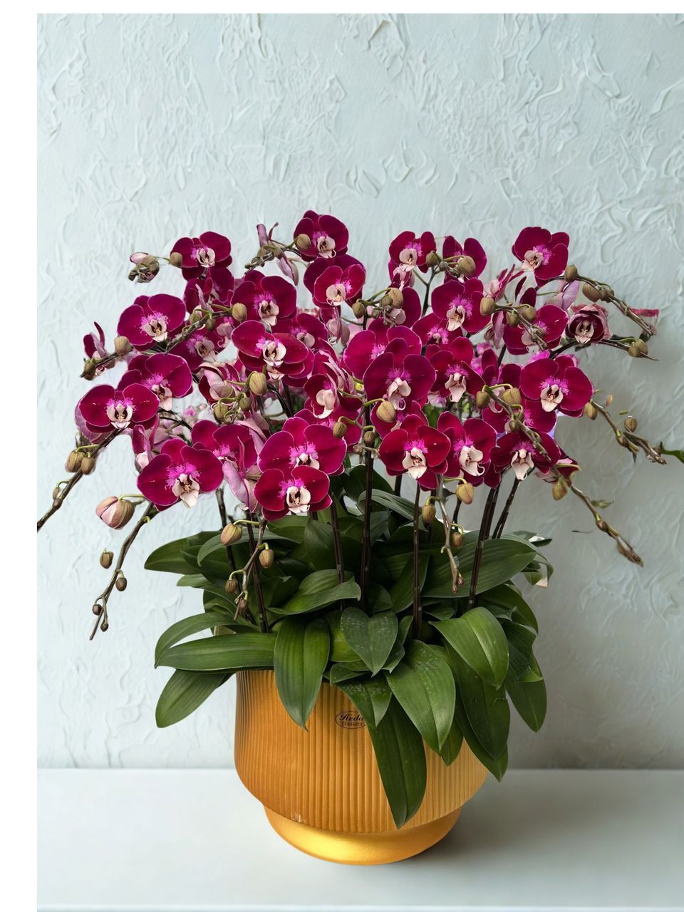 W - Orchids/Green Plants - Welcoming Joy and Feasting_Poinsettia_OR210