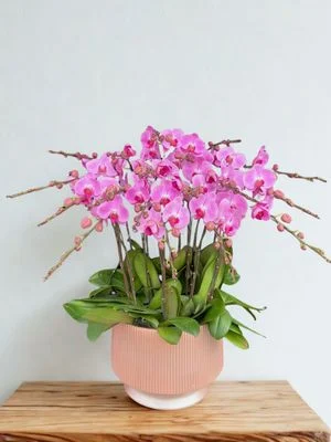W - Orchid/Green Plants - Pink Announcer_Pink Champion_OR213
