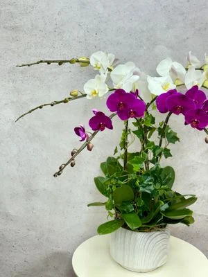 W - Orchids/Green Plants - A New Beginning_WhitePurpleMix((6/8/10/12/18))Acorus_OR214