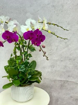 W - Orchids/Green Plants - A New Beginning_WhitePurpleMix((6/8/10/12/18))Acorus_OR214