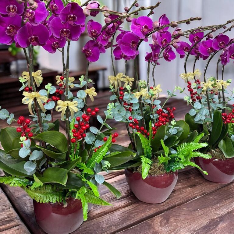W - Orchids/Green Plants - Auspicious Purple Qi from the East_Purple-Red Flowers ((3/4/5/6/8/10/12/18)) Sweet Flag_OR023