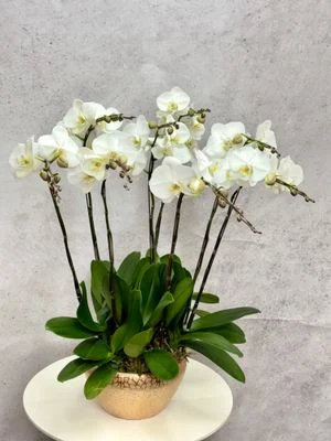 W - Orchid/Green Plant - White Jade_8 Iris_OR011