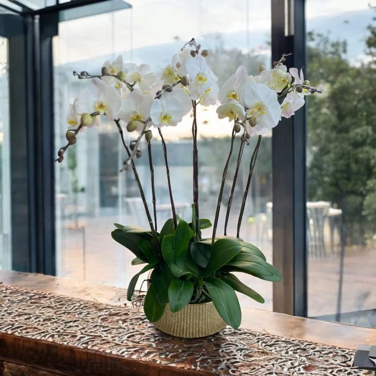 W - Orchid/Green Plant - White Jade_8 Iris_OR011