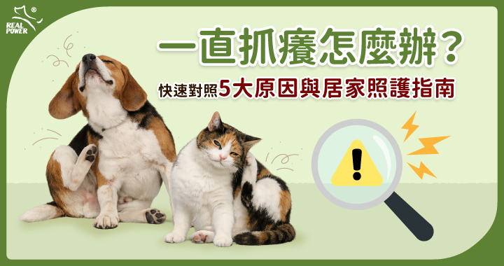 毛孩一直抓癢怎麼辦？五大原因跟居家照護指南。狗狗跟貓貓用後腳抓癢，旁邊有放大鏡仔細檢查發生了什麼需要注意的事？