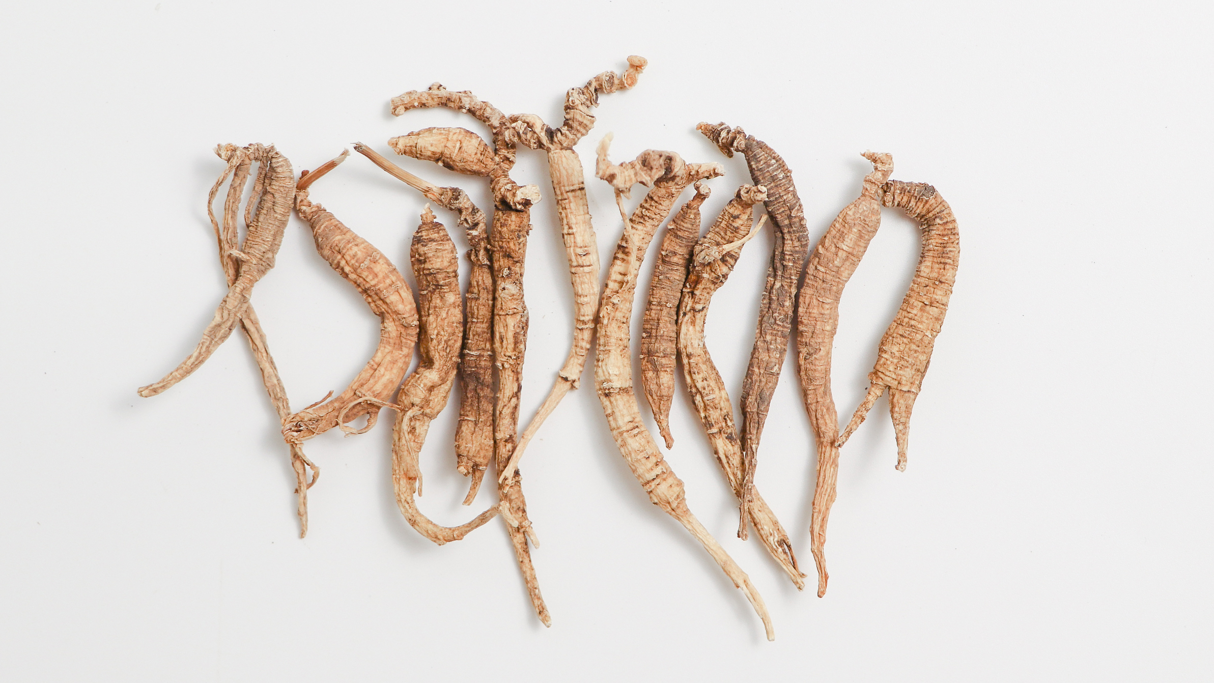 美國野生西洋蔘(長支)