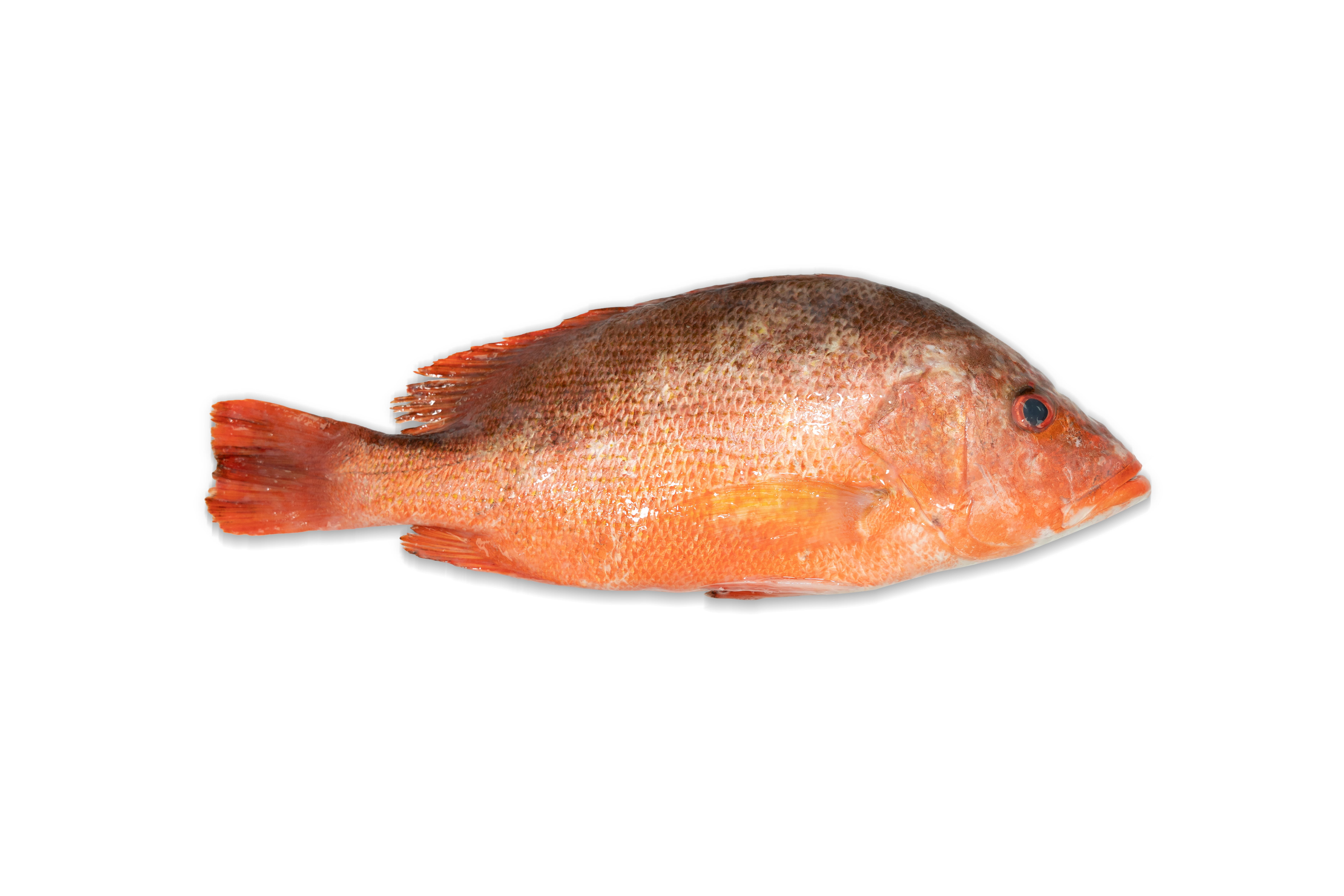 優鮮港品 - 本地速凍紅魚 1條 300g (包)