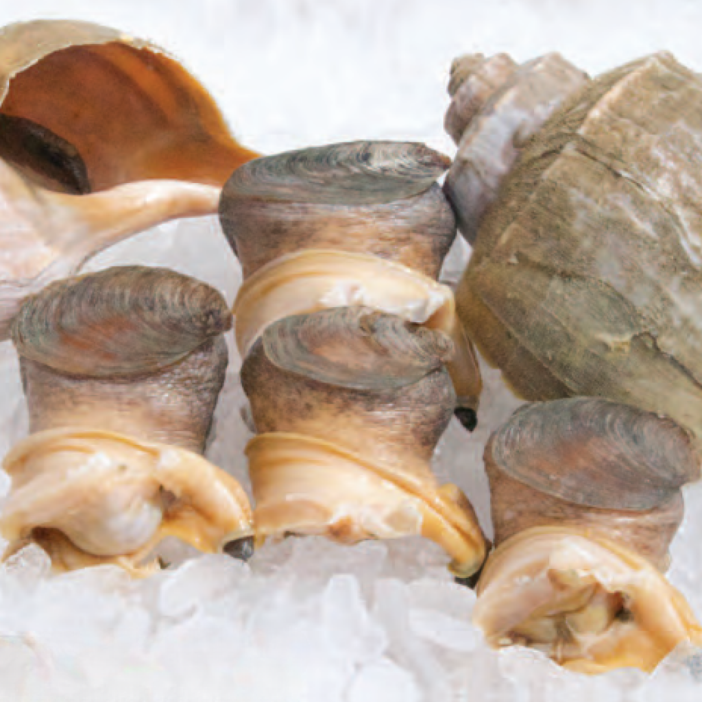 美國Chesapeake野生黃螺頭 M 碼（ 5-7隻/ 磅, 一盒3磅）