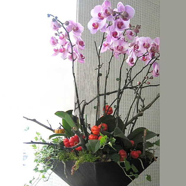 桃粉蝴蝶蘭植栽