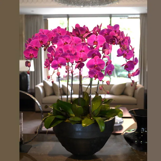 桃紅蝴蝶蘭植栽