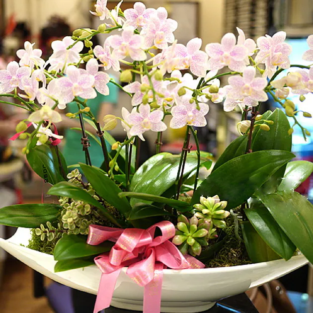 淺粉小蝴蝶蘭植栽