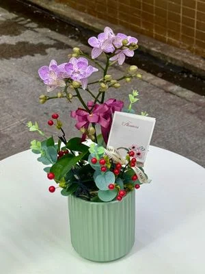 W - Orchids/Green Plants - Orchids/Green Plants - Two-Iris Phalaenopsis_OR008