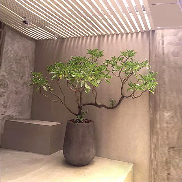 白水木落地植栽