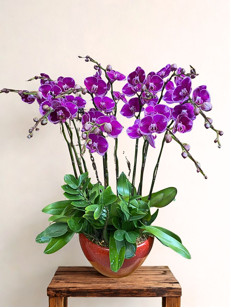 W - Orchids/Green Plants - Big Rich Man_10 Iris_OR012