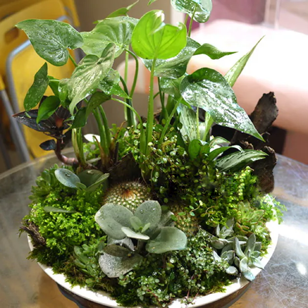 佛手芋組合植栽